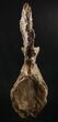 Beautiful Diplodocus Caudal Vertebra - Dana Quarry #10145-7